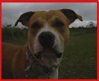 [[S.S]] SENHOR MORTAL Logo