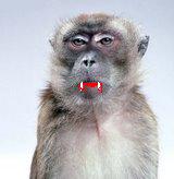 MDL | La EsPaNhOlA Logo